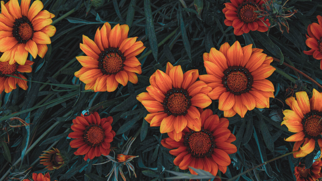 Big Orange Flowers in Close Up Photography