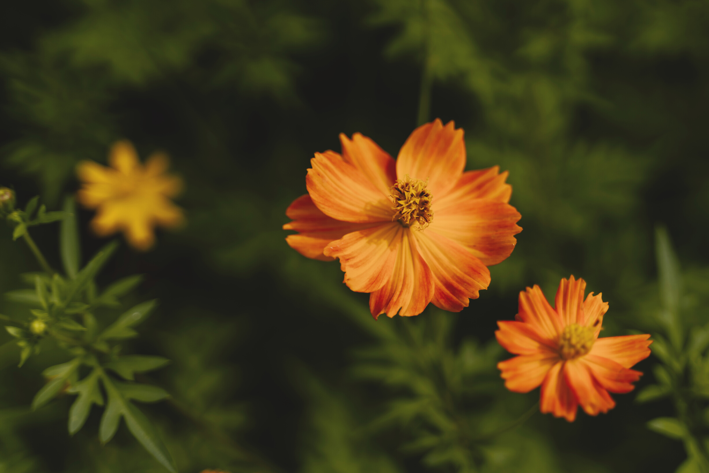 Selective Focus of Orange Flowers